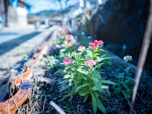 いろとりどりの花・植物